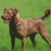 Chesapeake Retriever Diamond Paintings