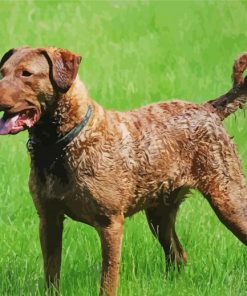 Chesapeake Retriever Diamond Paintings