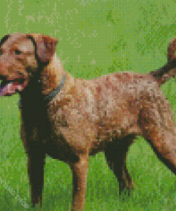 Chesapeake Retriever Diamond Paintings