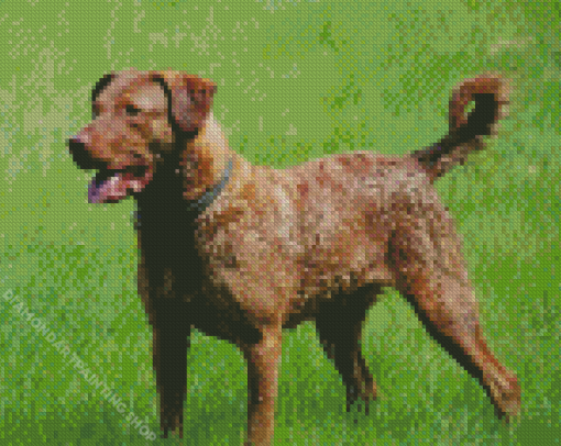 Chesapeake Retriever Diamond Paintings