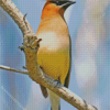 Cedar Waxwing Perched Diamond Paintings