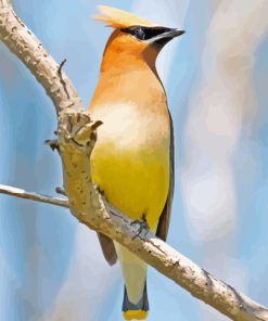 Cedar Waxwing Perched Diamond Paintings