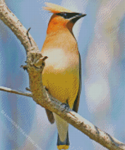 Cedar Waxwing Perched Diamond Paintings