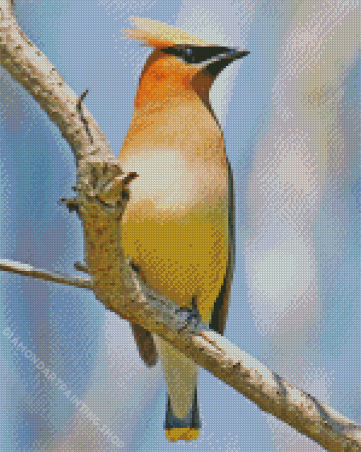 Cedar Waxwing Perched Diamond Paintings