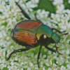 Japanese Beetles Diamond Paintings