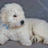 Komondor Puppy Diamond Paintings