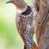 Northern Flicker Diamond Paintings