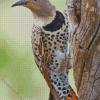 Northern Flicker Diamond Paintings