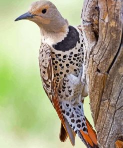 Northern Flicker Diamond Paintings