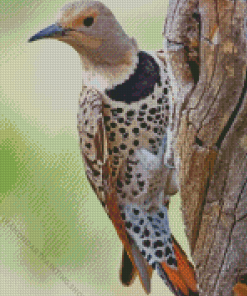 Northern Flicker Diamond Paintings