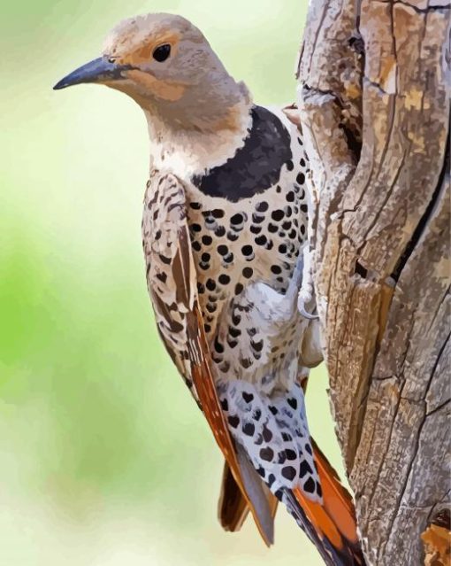 Northern Flicker Diamond Paintings