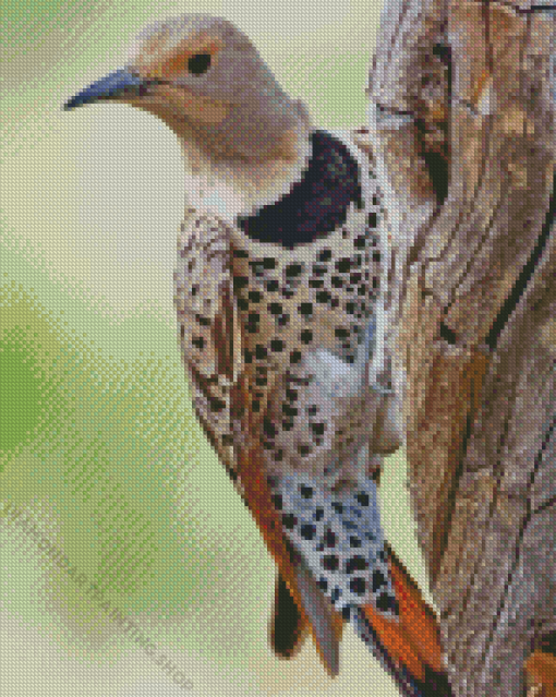 Northern Flicker Diamond Paintings