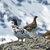 Ptarmigan Birds Diamond Paintings