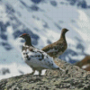 Ptarmigan Birds Diamond Paintings