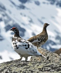 Ptarmigan Birds Diamond Paintings