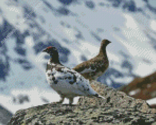 Ptarmigan Birds Diamond Paintings