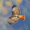 Red Tailed Hawk Diamond Paintings