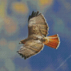 Red Tailed Hawk Diamond Paintings