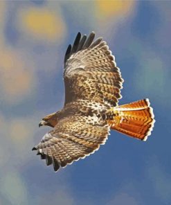 Red Tailed Hawk Diamond Paintings