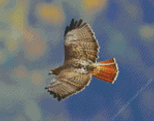 Red Tailed Hawk Diamond Paintings