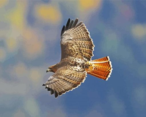 Red Tailed Hawk Diamond Paintings