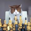 Cats Playing Chess Diamond Paintings