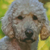 Goldendoodle Puppy Diamond Paintings