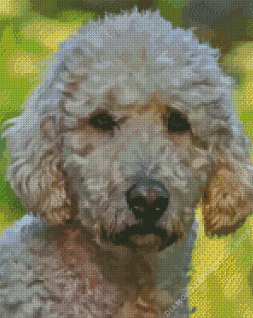 Goldendoodle Puppy Diamond Paintings