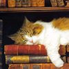 Cat With Books Diamond Paintings