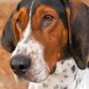 Coonhound Dog Diamond Paintings