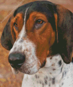 Coonhound Dog Diamond Paintings