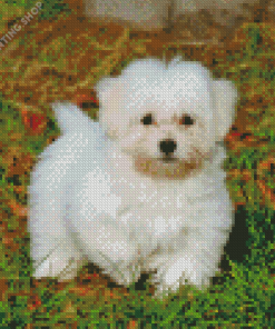 White Cotton Tulear Diamond Paintings