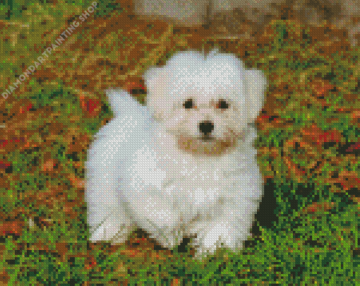 White Cotton Tulear Diamond Paintings