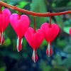 Bleeding Heart Plant Diamond Paintings