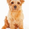 Beige Norfolk Terrier Diamond Paintings