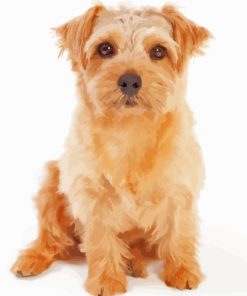 Beige Norfolk Terrier Diamond Paintings