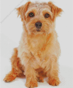 Beige Norfolk Terrier Diamond Paintings