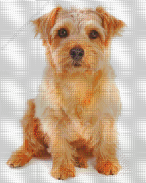 Beige Norfolk Terrier Diamond Paintings