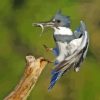 Belted Kingfisher Fishing Diamond Paintings