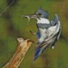 Belted Kingfisher Fishing Diamond Paintings