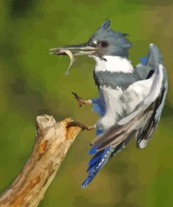 Belted Kingfisher Fishing Diamond Paintings