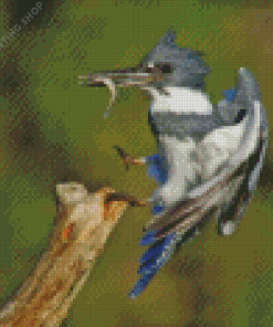 Belted Kingfisher Fishing Diamond Paintings