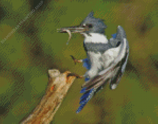 Belted Kingfisher Fishing Diamond Paintings