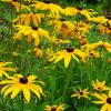 Black Eyed Susan Diamond Paintings