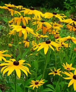 Black Eyed Susan Diamond Paintings