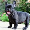 French Bulldog Puppy Diamond Paintings