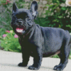 French Bulldog Puppy Diamond Paintings