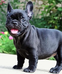 French Bulldog Puppy Diamond Paintings