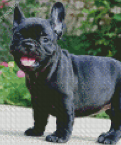 French Bulldog Puppy Diamond Paintings