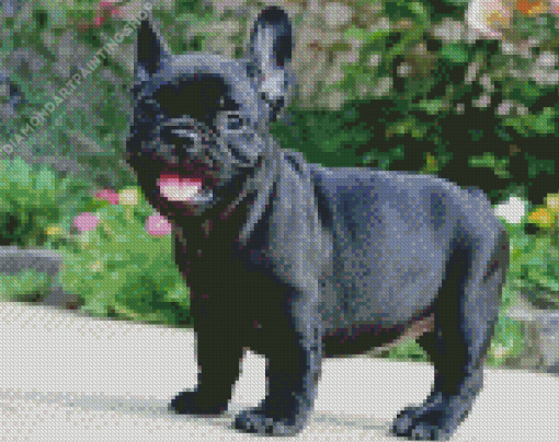 French Bulldog Puppy Diamond Paintings